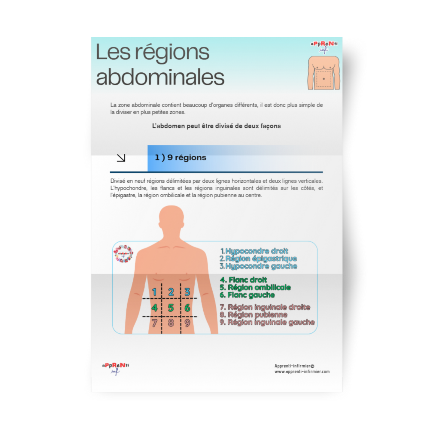 Fiche informative "Les régions abdominales"